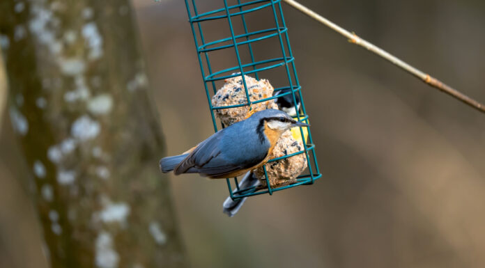 Lehmbaumeister Kleiber