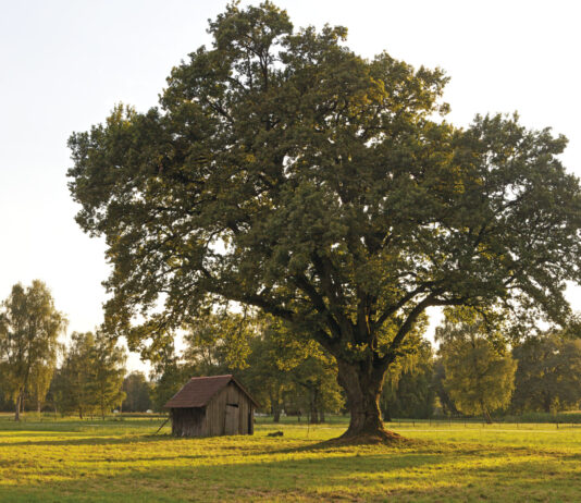 Literarischer Fokus auf Helden der Natur
