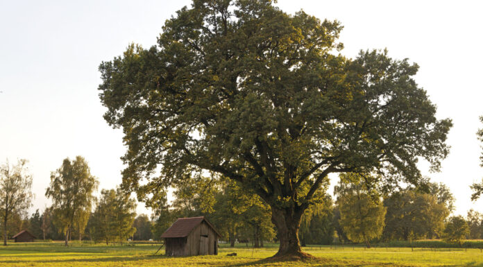 Literarischer Fokus auf Helden der Natur