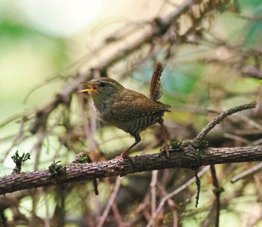 Stimmwunder Zaunkönig