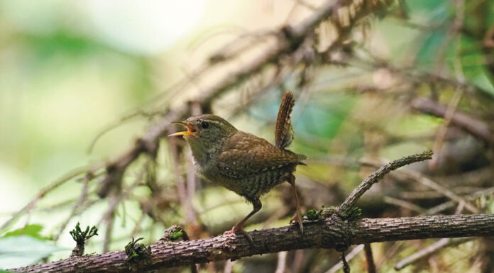 Stimmwunder Zaunkönig