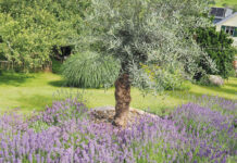 Fasziniert vom Duft der Provence