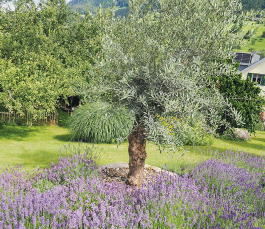 Fasziniert vom Duft der Provence