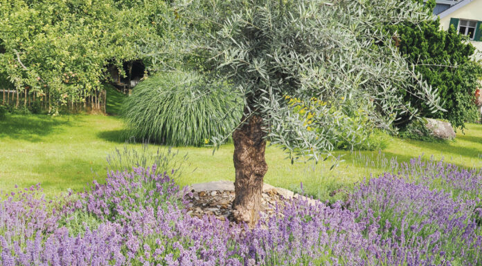 Fasziniert vom Duft der Provence