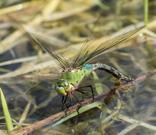 Könige unter den Libellen