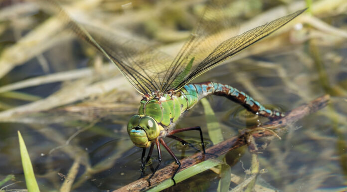 Könige unter den Libellen