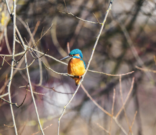 Eisvogel