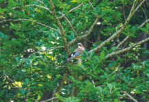 Gedächtniskünstler