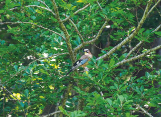 Gedächtniskünstler