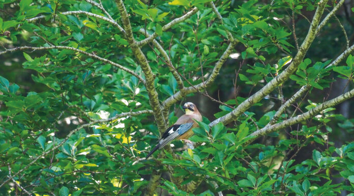 Gedächtniskünstler