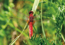 Feuerroter Segelflieger
