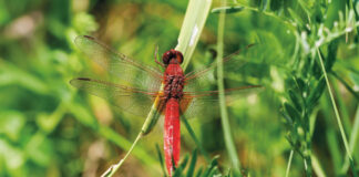Feuerroter Segelflieger