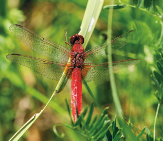 Feuerroter Segelflieger