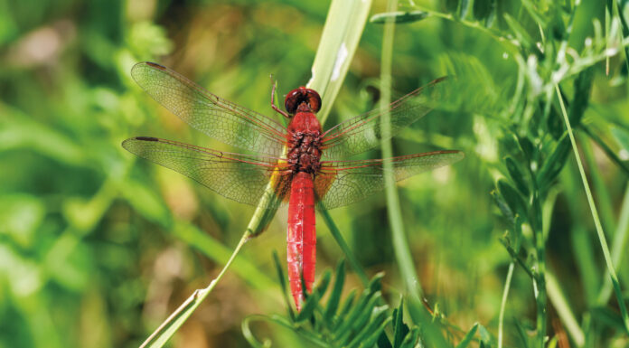 Feuerroter Segelflieger