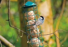 Tannenmeisen lieben Fichten