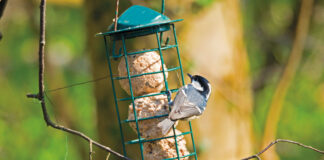 Tannenmeisen lieben Fichten