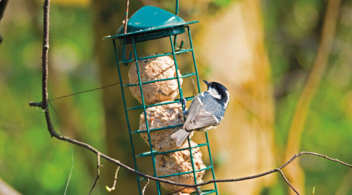 Tannenmeisen lieben Fichten