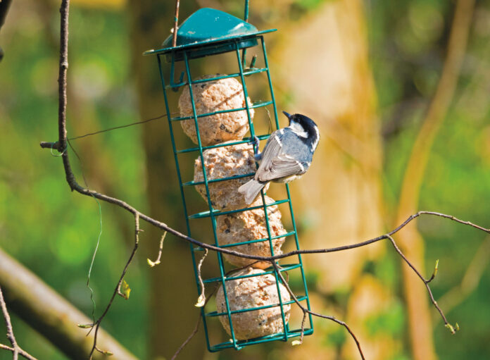 Tannenmeisen lieben Fichten