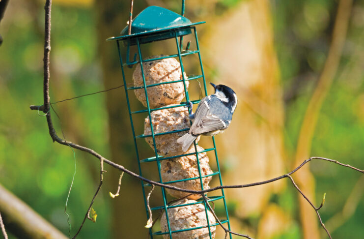 Tannenmeisen lieben Fichten