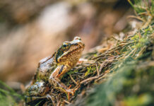 Gefährliche Wanderschaft