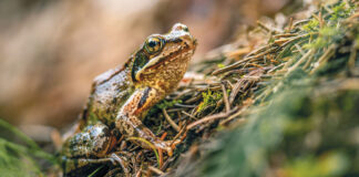 Gefährliche Wanderschaft
