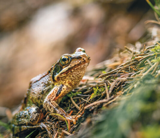 Gefährliche Wanderschaft