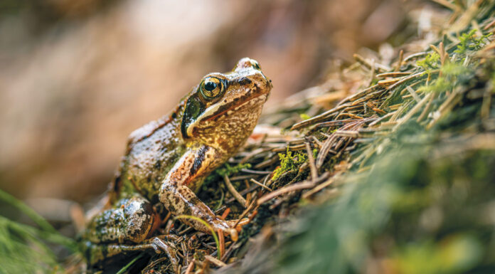 Gefährliche Wanderschaft
