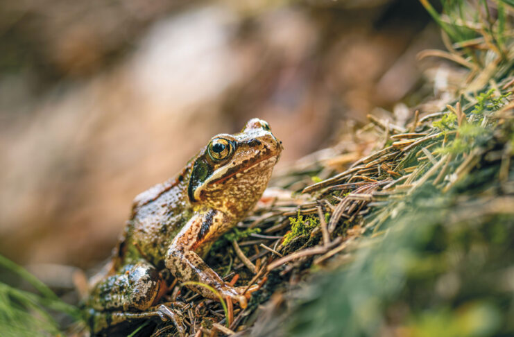 Gefährliche Wanderschaft
