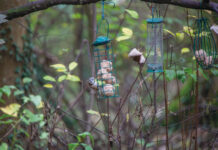 Scheuer König mit Punk-Frisur