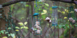 Scheuer König mit Punk-Frisur