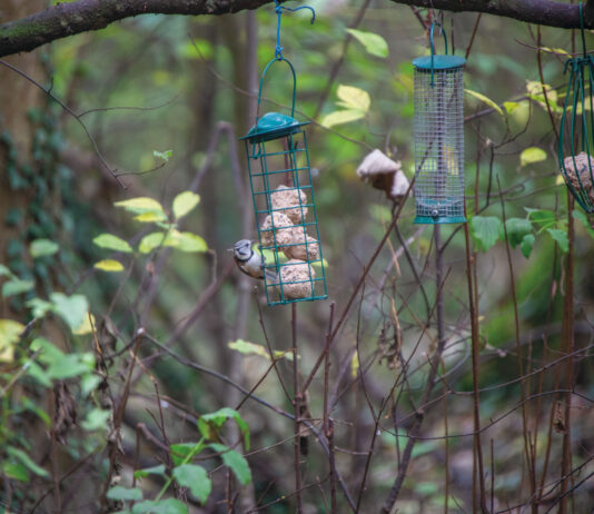 Scheuer König mit Punk-Frisur