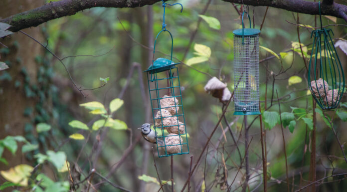Scheuer König mit Punk-Frisur