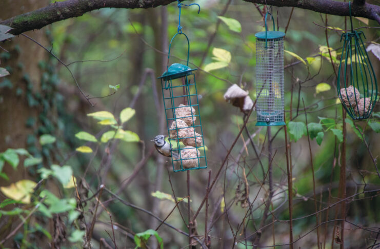 Scheuer König mit Punk-Frisur