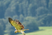 Besuch aus Afrika