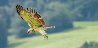 Besuch aus Afrika