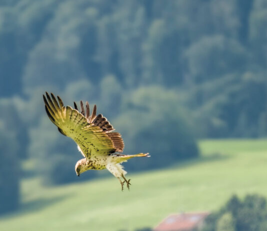 Besuch aus Afrika