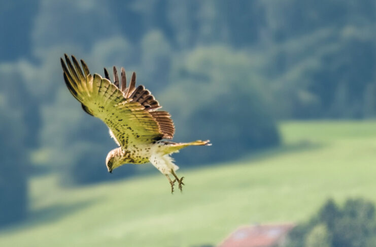 Besuch aus Afrika