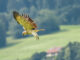 Besuch aus Afrika
